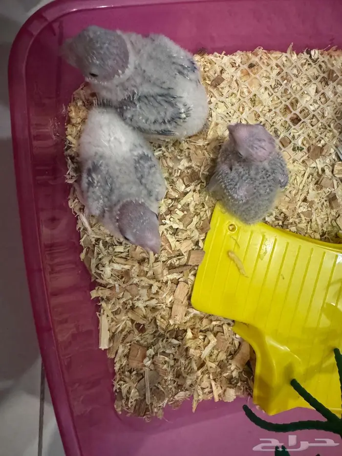 فروخ كنيور بلو شيك 0