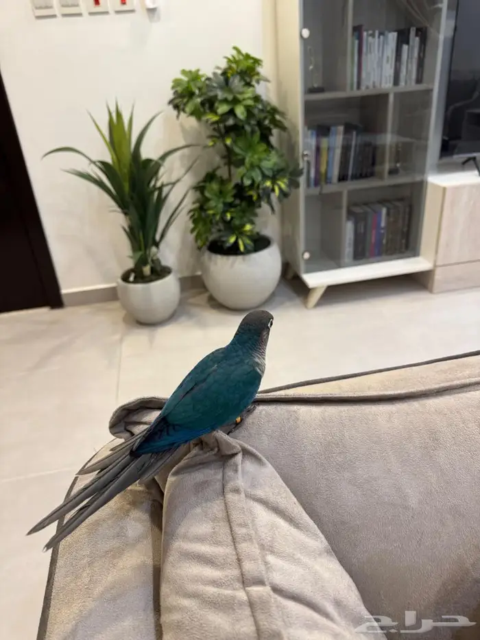 فروخ كنيور بلو شيك 3