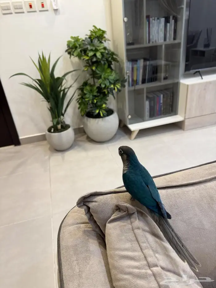 فروخ كنيور بلو شيك 2