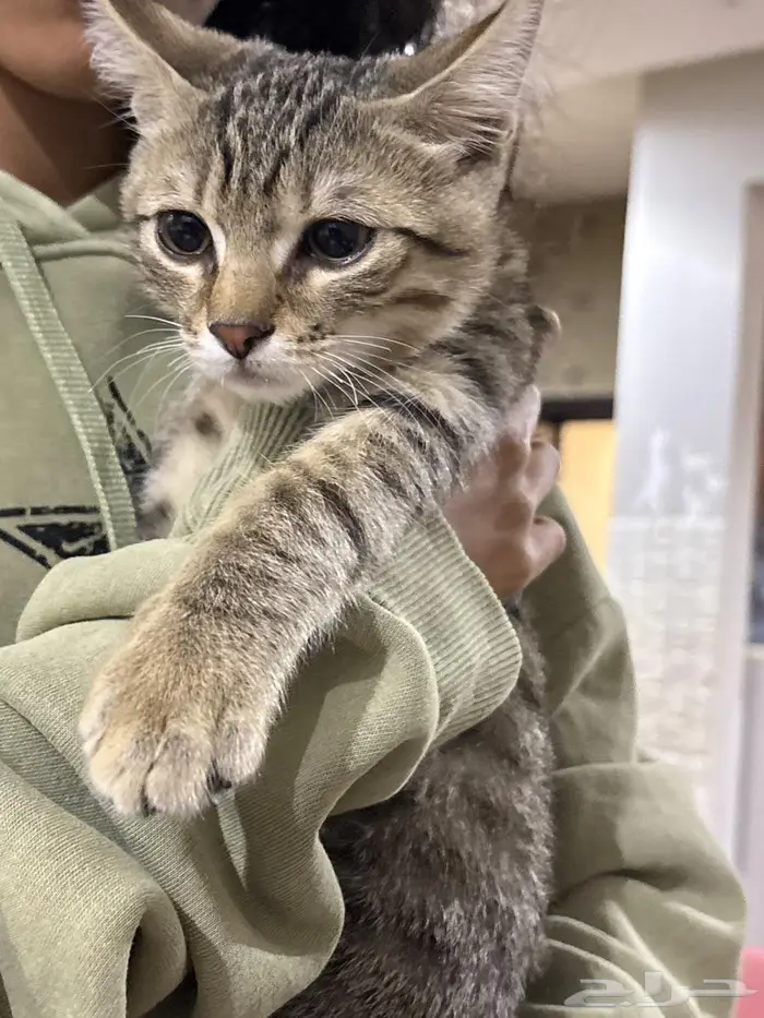 قط للتبني عمر ثلاث شهور 1