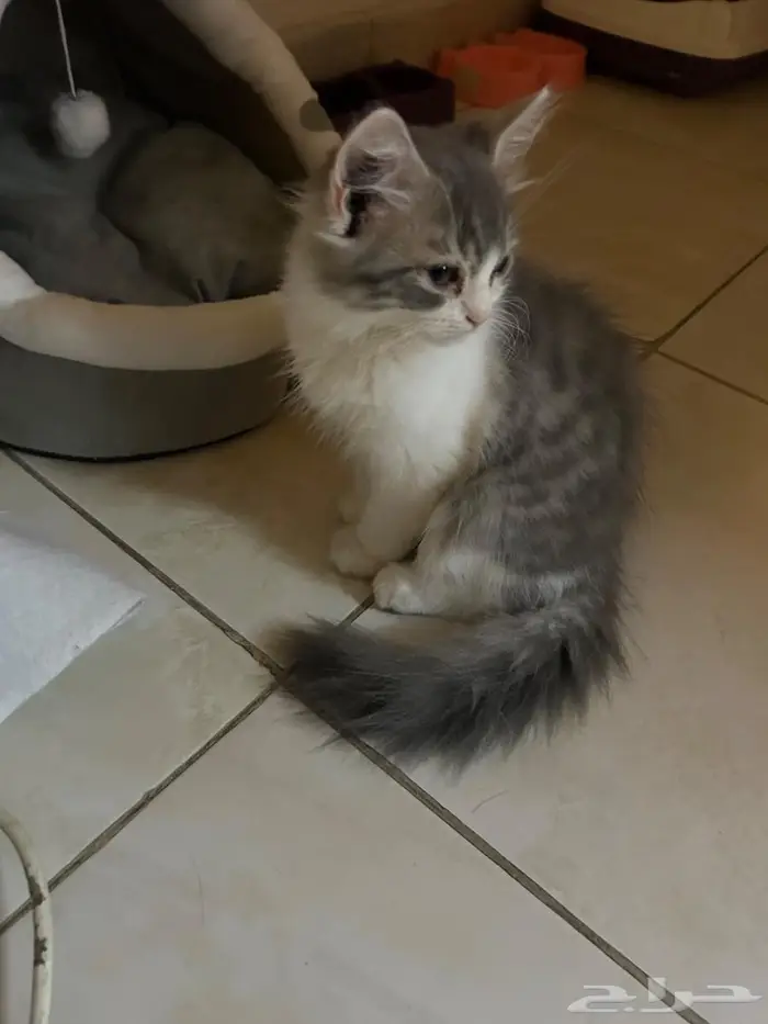 قطط لتبني ام مع 2عيالها 3