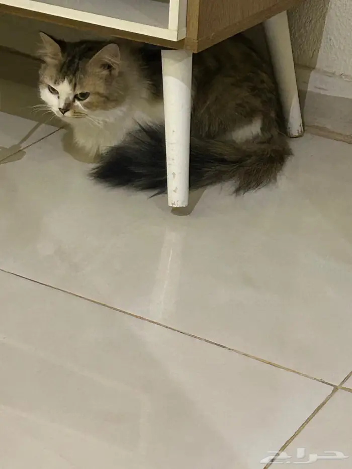 قطط لتبني ام مع 2عيالها 2