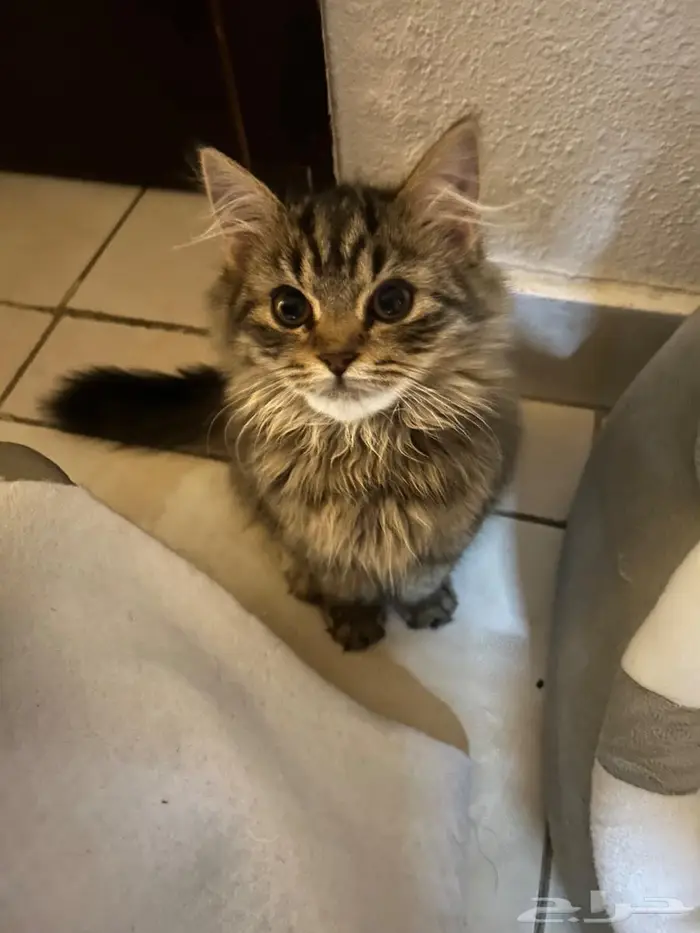 قطط لتبني ام مع 2عيالها 1