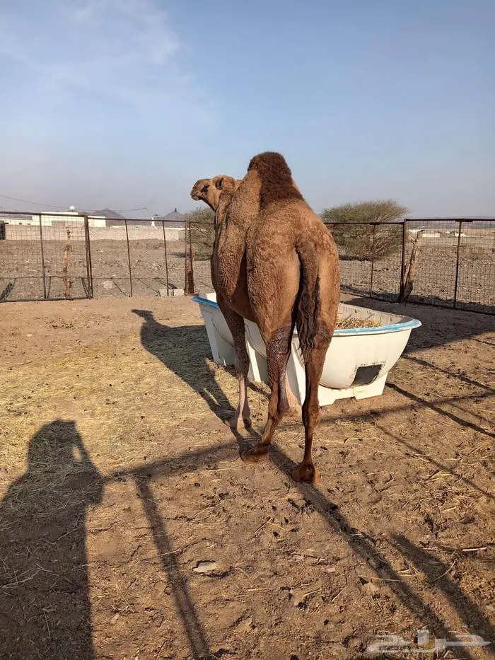 القحه حمرا 0