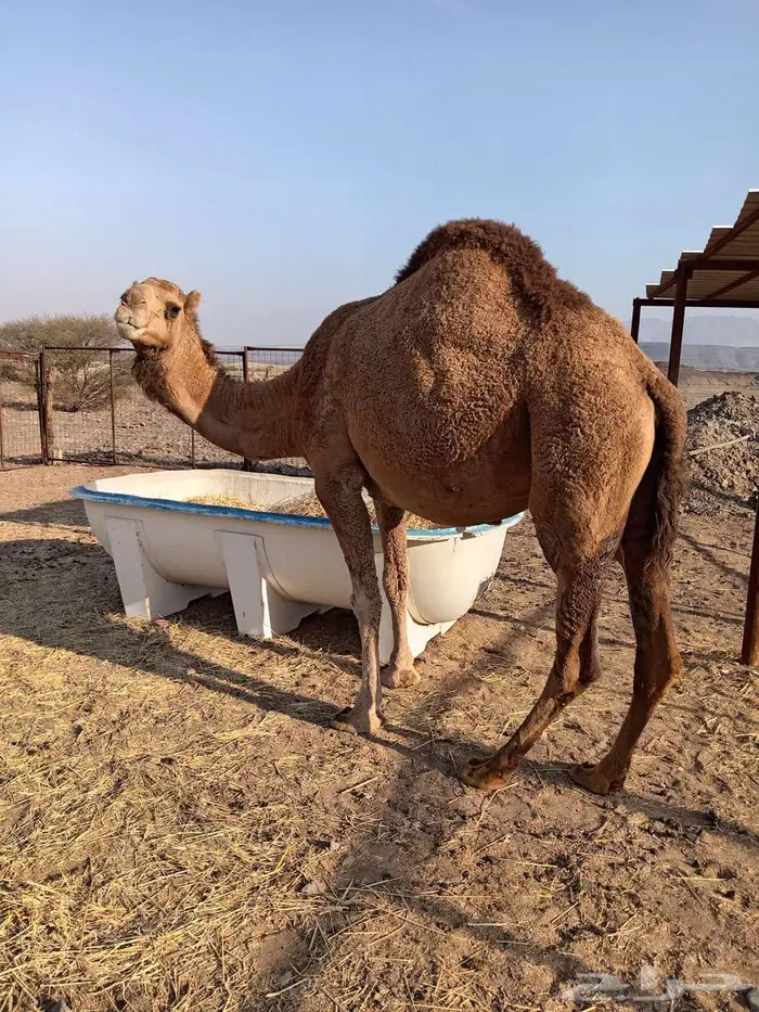 القحه حمرا 1