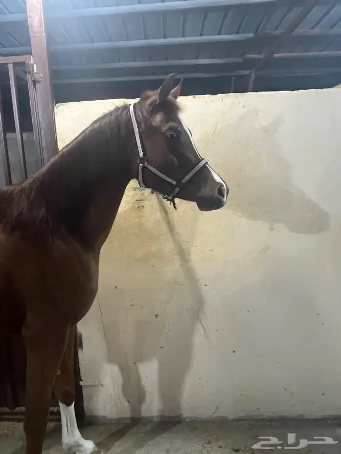 فرس عربيه شعبيه 1