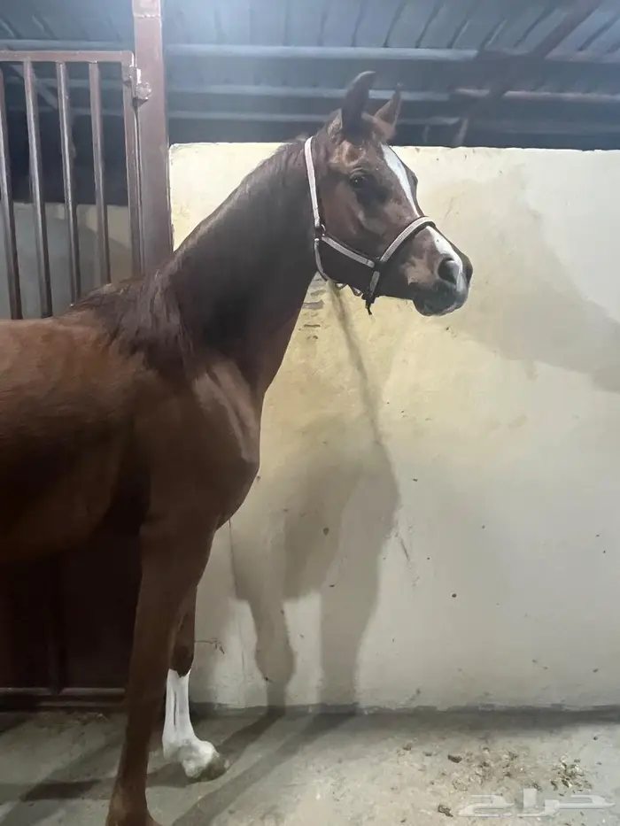 فرس عربيه شعبيه 0