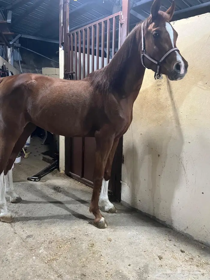 فرس عربيه شعبيه 2