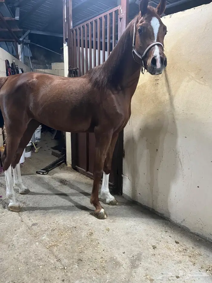 فرس عربيه شعبيه 3