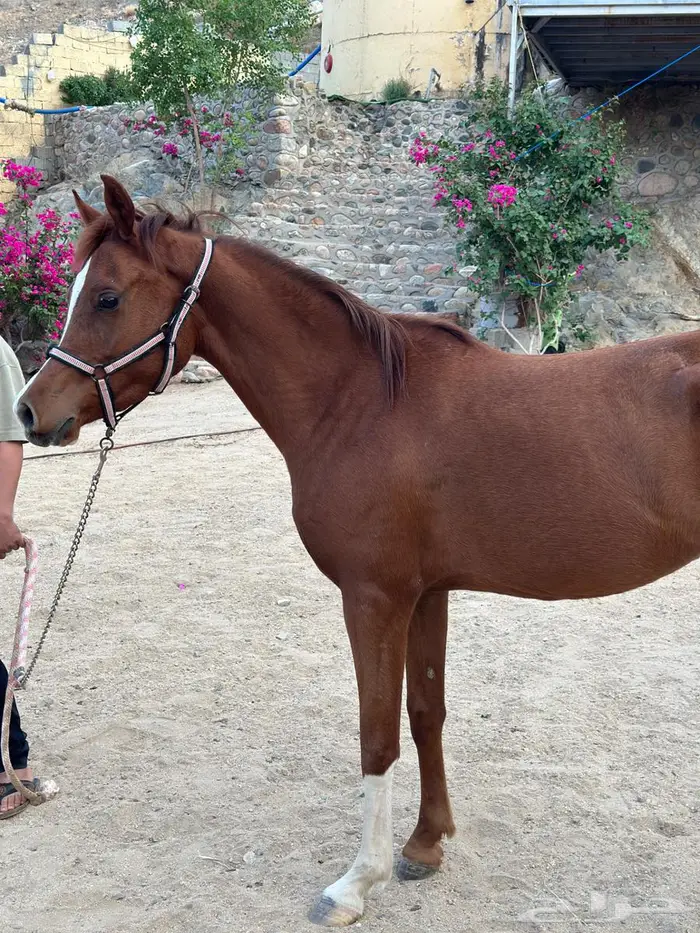 فرس عربيه شعبيه 4