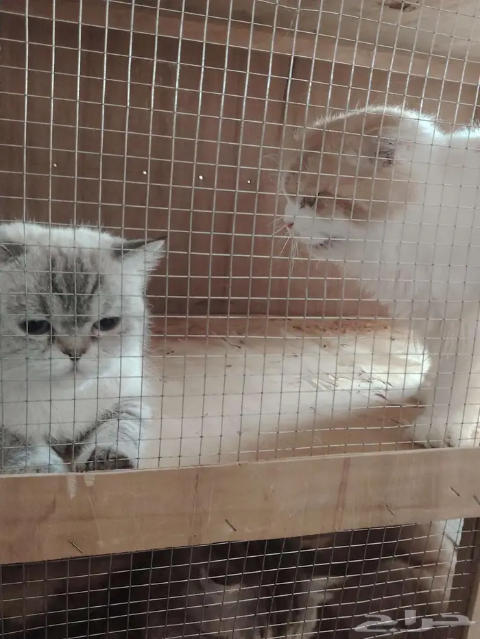 قطط منوعه للبيع 1