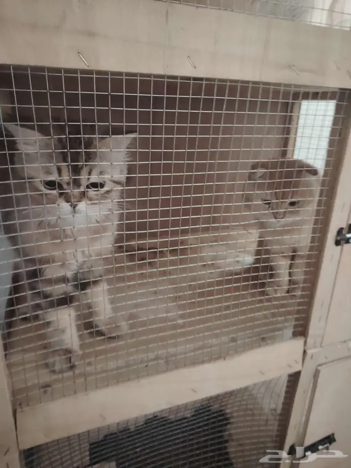 قطط منوعه للبيع 0