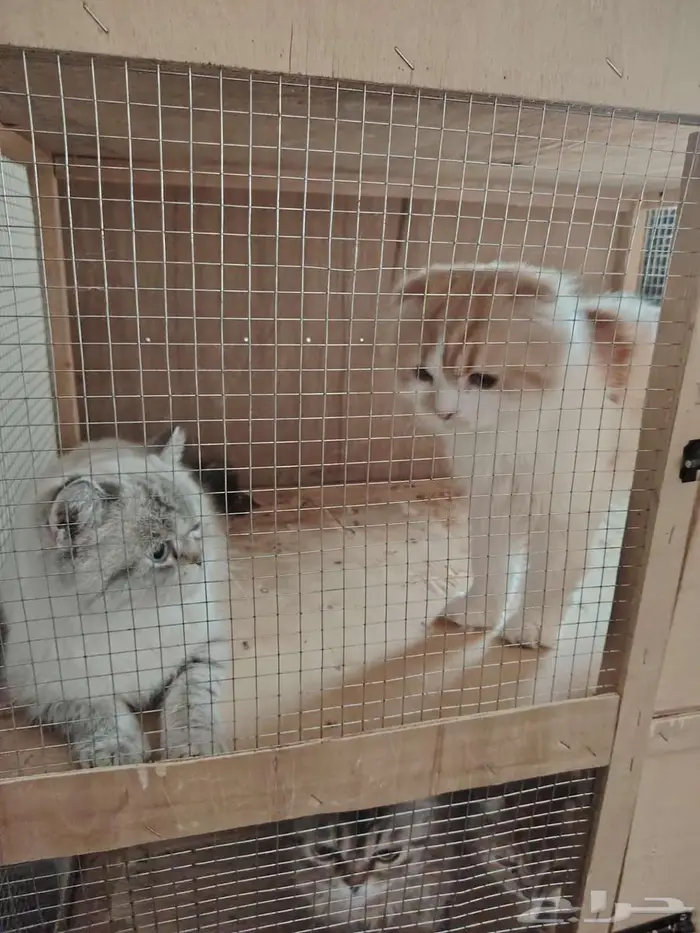 قطط منوعه للبيع 2