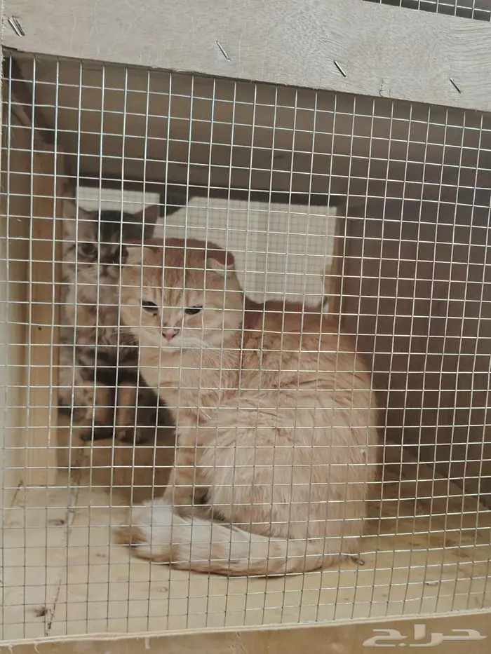 قطط منوعه للبيع 3