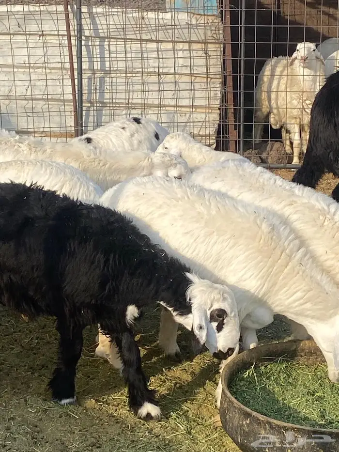 ذبايح طليان حريه مع الذبح والتوصيل 2