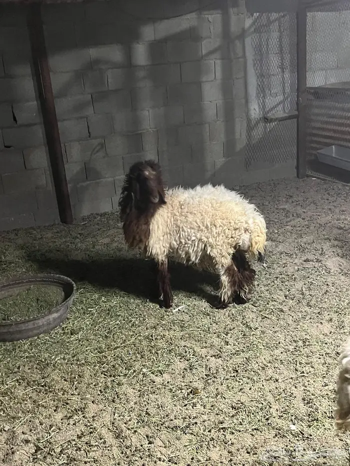 جذعه فل نعيمي تصلح ذبح ومقنوي 0