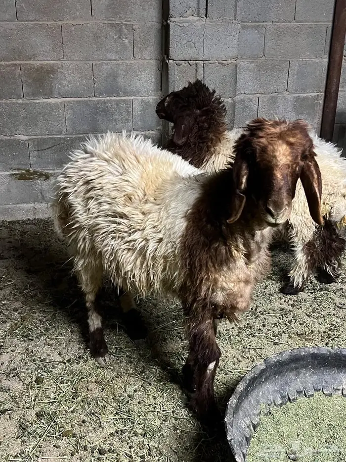 جذعه فل نعيمي تصلح ذبح ومقنوي 1