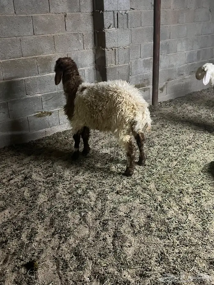 جذعه فل نعيمي تصلح ذبح ومقنوي 2