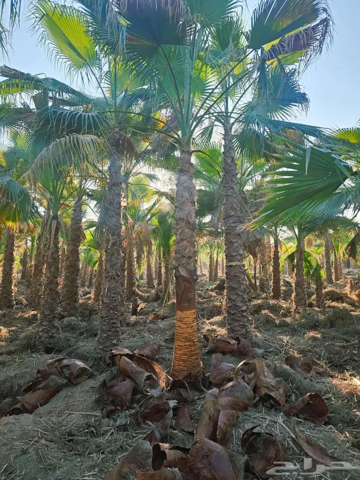 نخل واشنطني 3