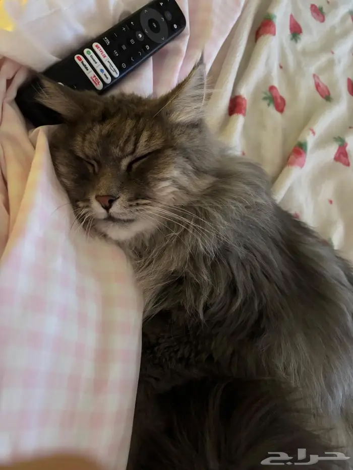 قط ذكر شيرازي لتبني 0