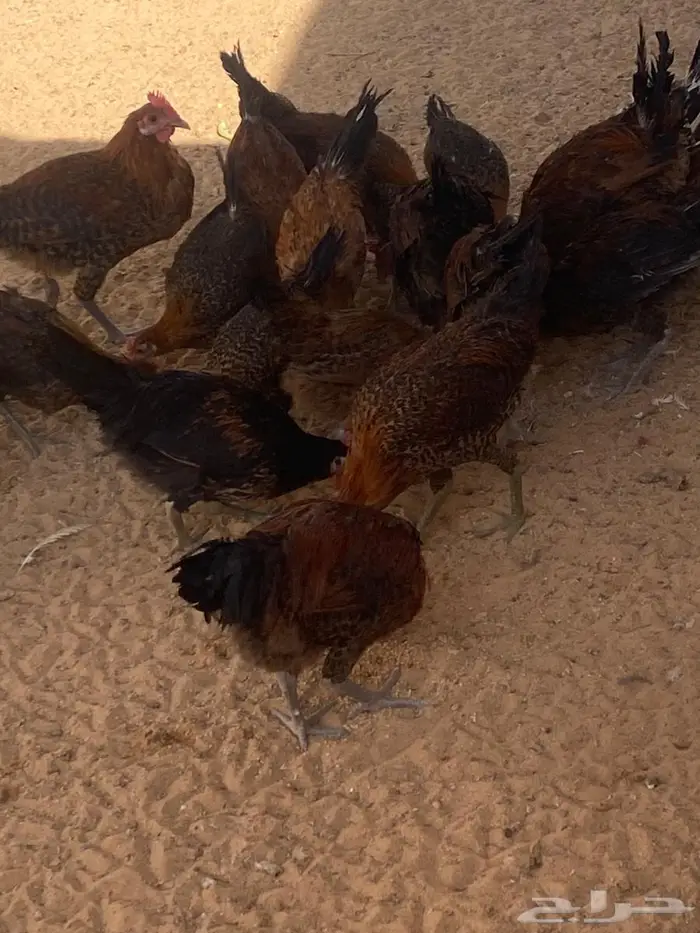 دجاج بشاير 4