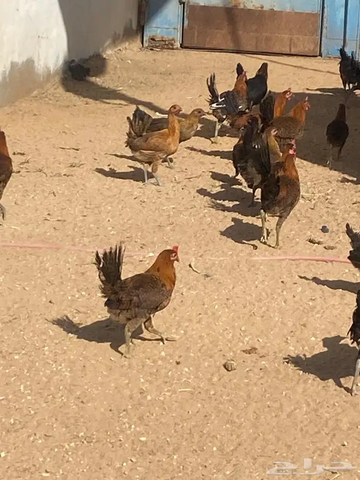 دجاج بشاير 2