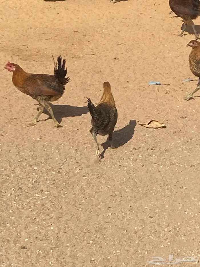 دجاج بشاير 0