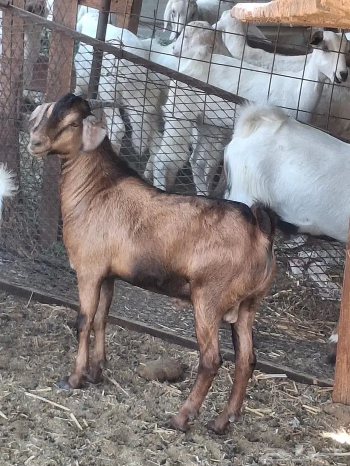 تيوس فل شحم مخصي من حلال الديره العمر 8 شهور 1