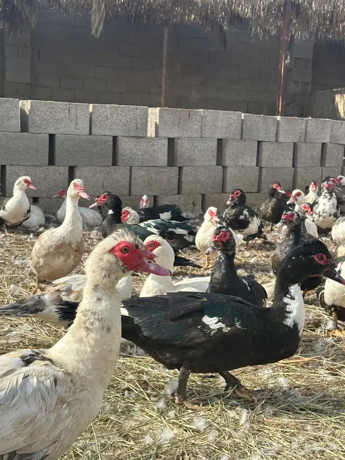 بح مسكوفي امهات العدد تقريبا  300 شامل ذكور واناث 1