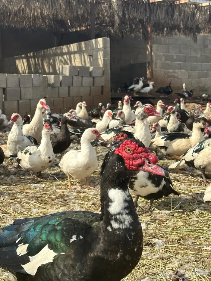 بح مسكوفي امهات العدد تقريبا  300 شامل ذكور واناث 0