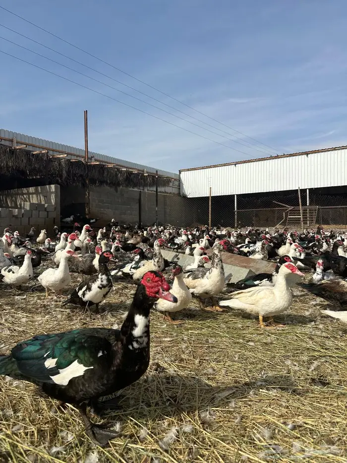 بح مسكوفي امهات العدد تقريبا  300 شامل ذكور واناث 2