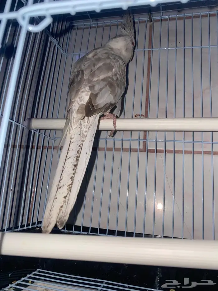 ريسسف بيرل انثى 2022 1