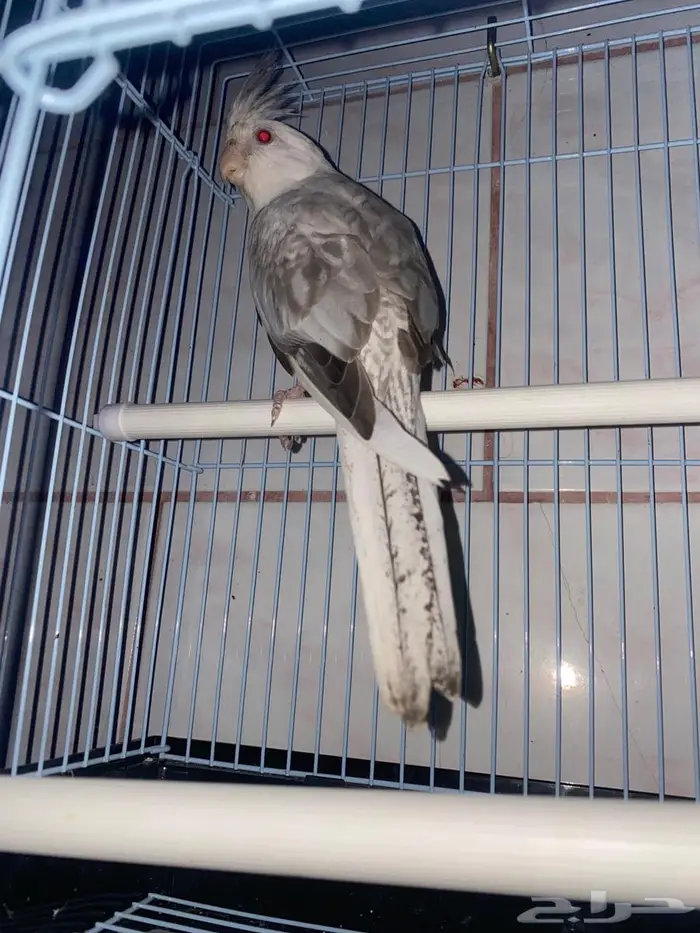 ريسسف بيرل انثى 2022 0