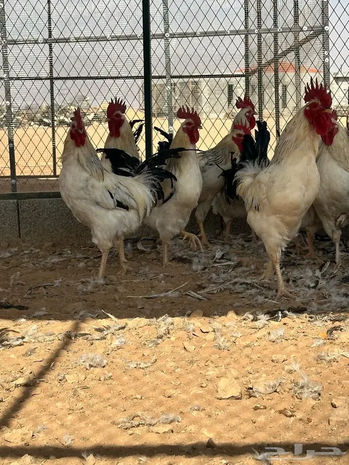 للبيع ديوك فرنسي كولمبي عدد38 1