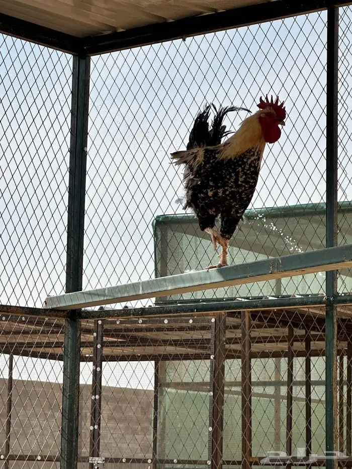 للبيع ديوك فرنسي كولمبي عدد38 3