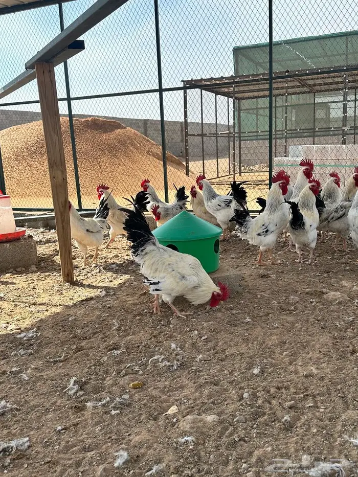 للبيع ديوك فرنسي كولمبي عدد38 0