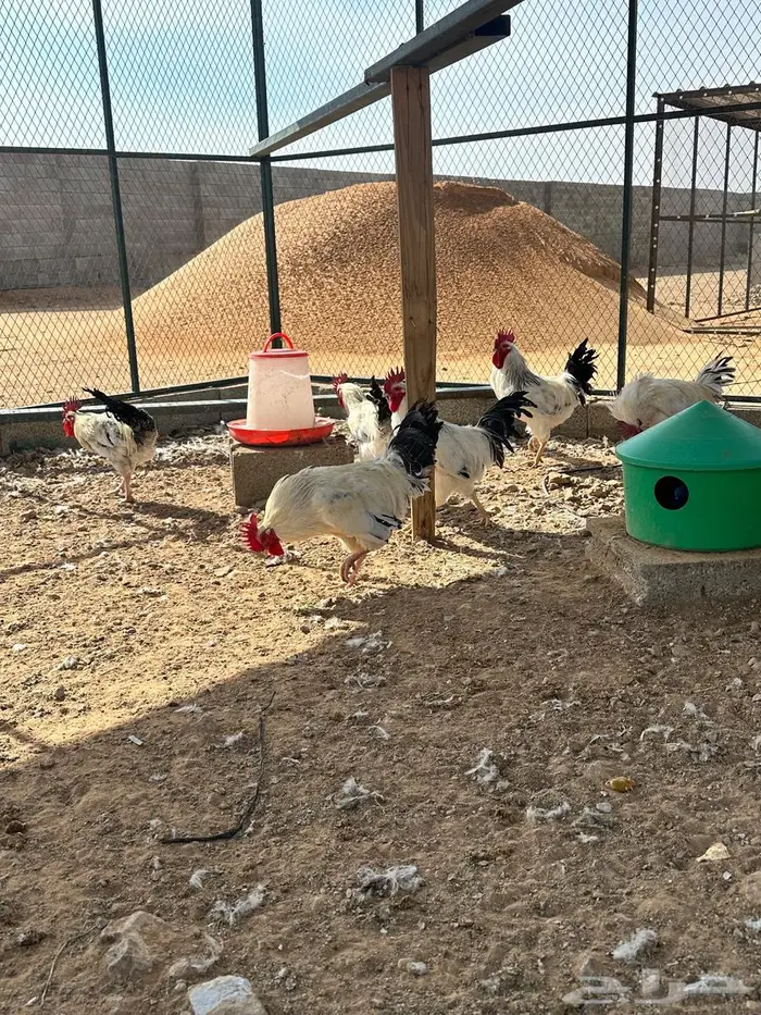 للبيع ديوك فرنسي كولمبي عدد38 4