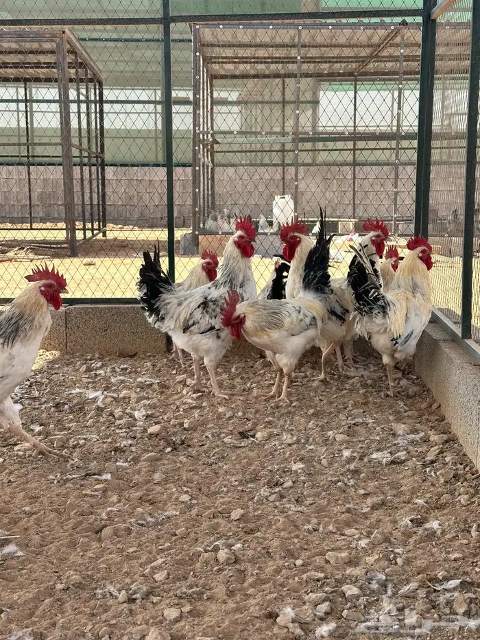 للبيع ديوك فرنسي كولمبي عدد38 5