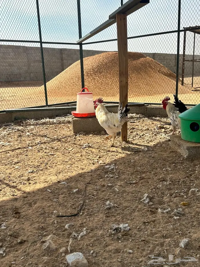 للبيع ديوك فرنسي كولمبي عدد38 2