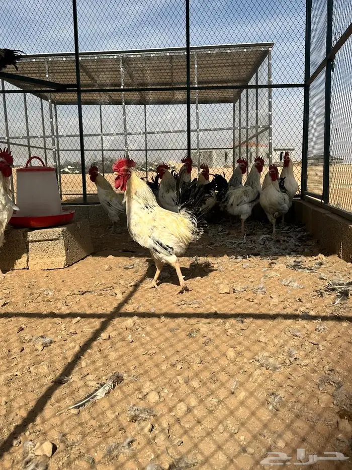 للبيع ديوك فرنسي كولمبي عدد38 6