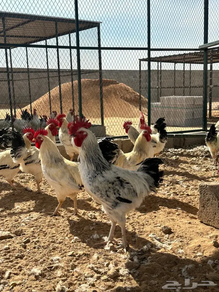 للبيع ديوك فرنسي كولمبي عدد38 7