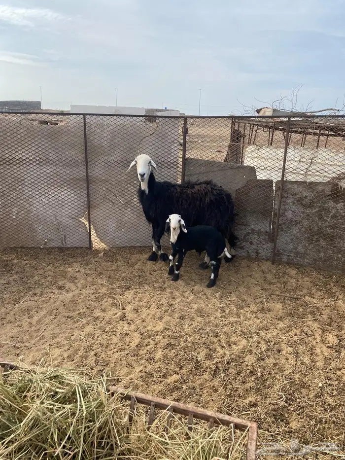 نعجه نجديه تحتها خروف 1