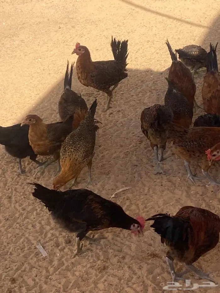 دجاج بشاير 6