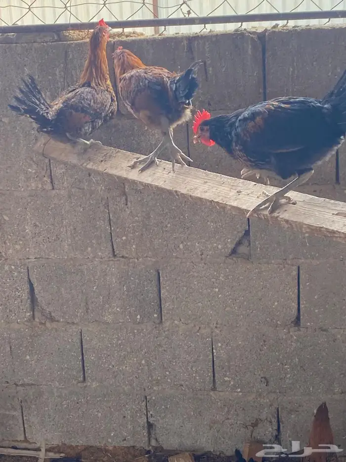 دجاج بشاير 5