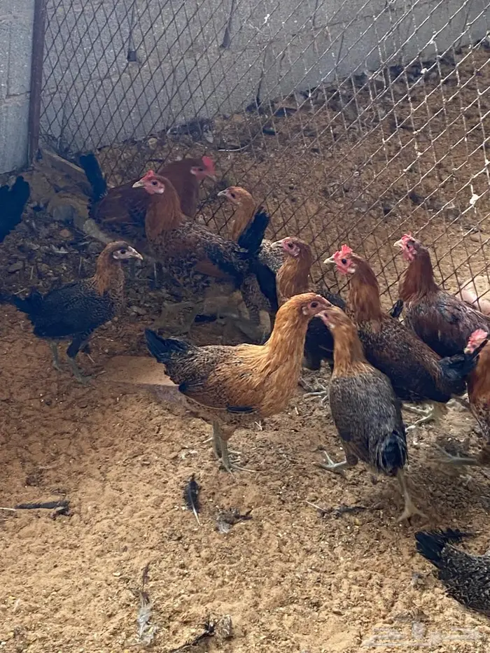 دجاج بشاير 7