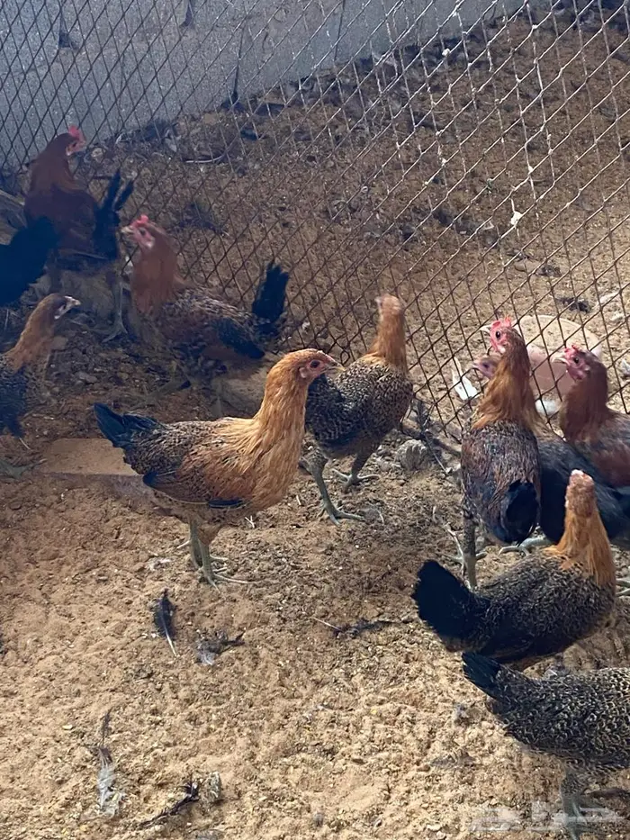 دجاج بشاير 8