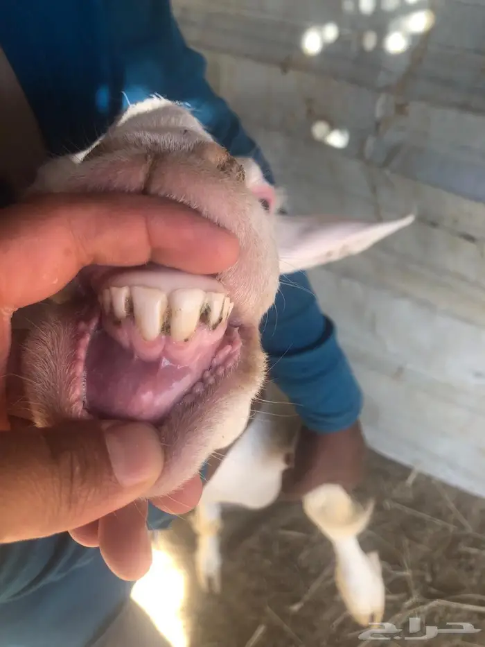 نعجة برصا فوق الكفوو 1