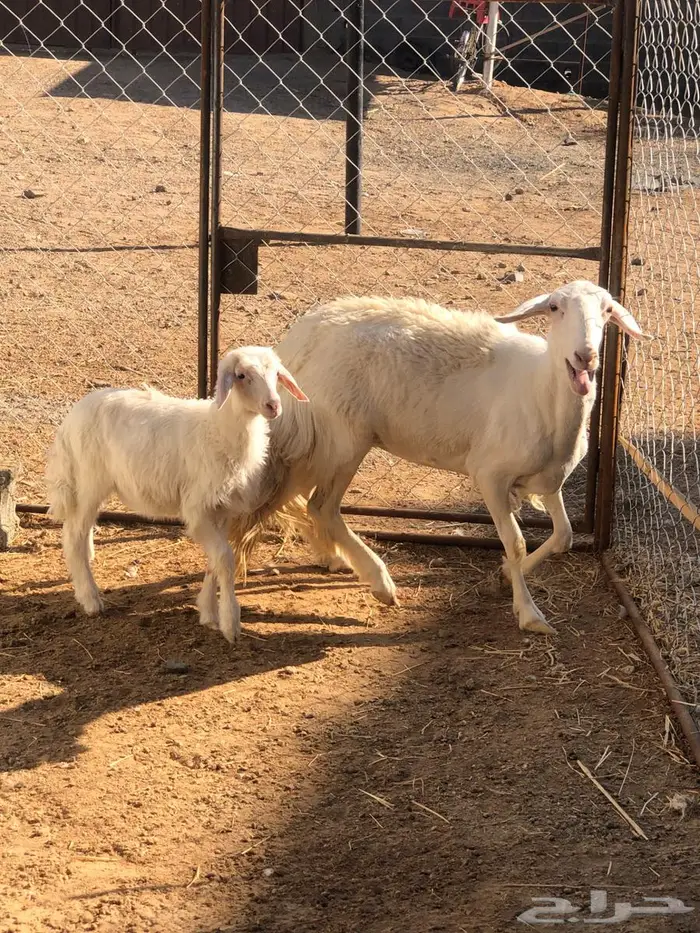 نعجة برصا فوق الكفوو 0