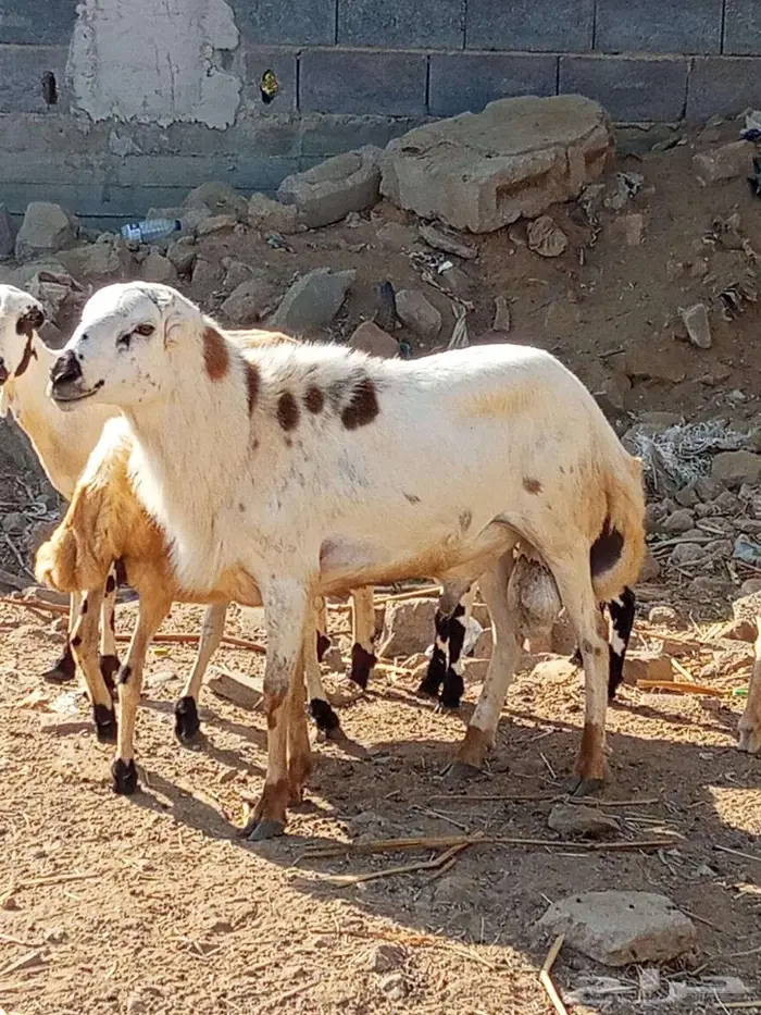 فحل بلدي فاخر 0