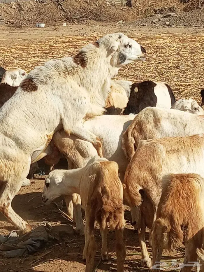 فحل بلدي فاخر 2